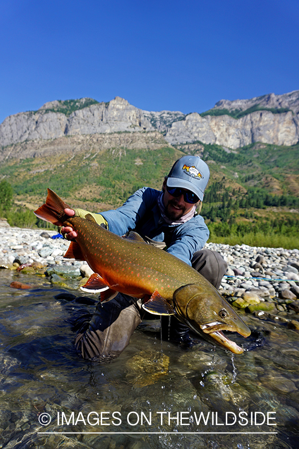 Flyfisherman releasing bull trout.