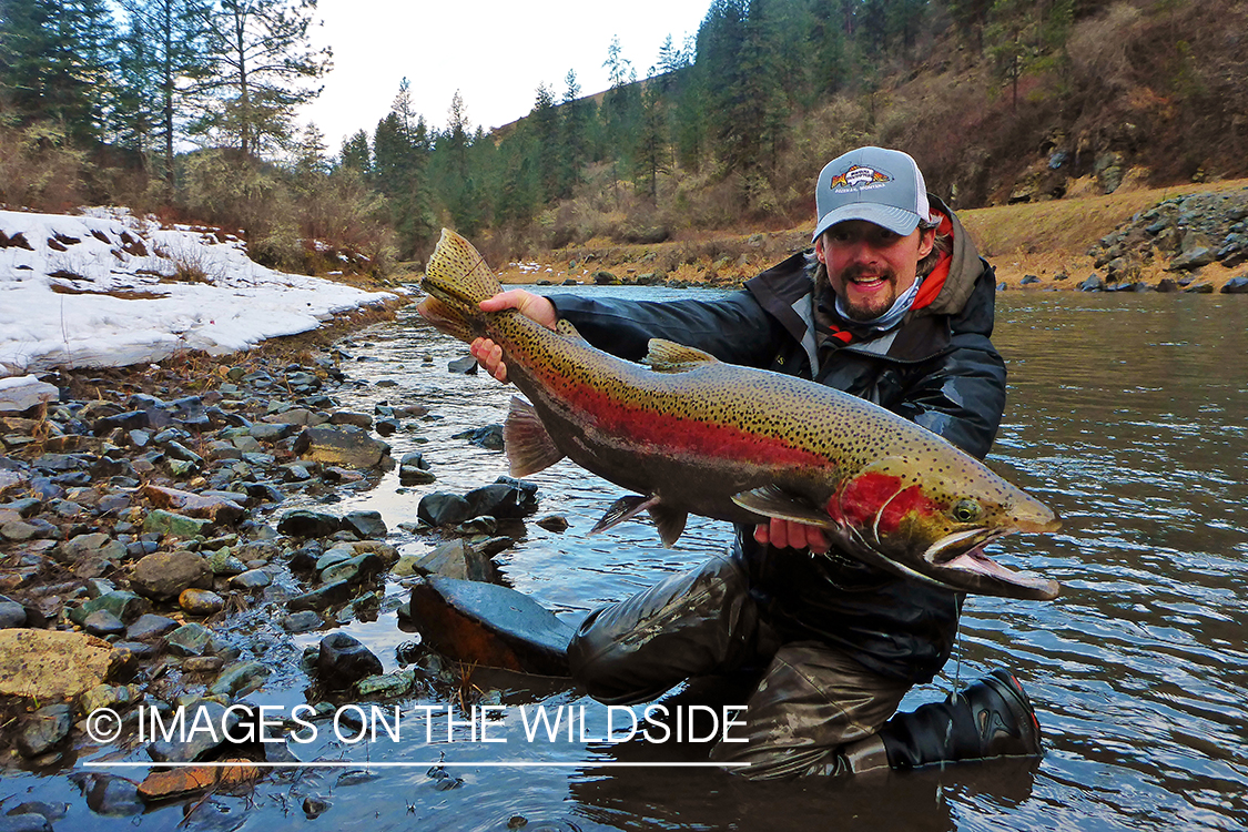 Flyfisherman releasing Rainbow Trout.