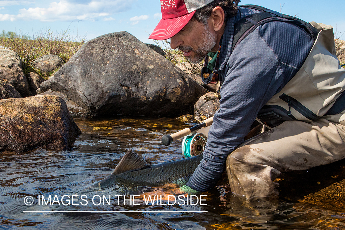 Flyfishing for Atlantic salmon on the Yokanga River in Russia.