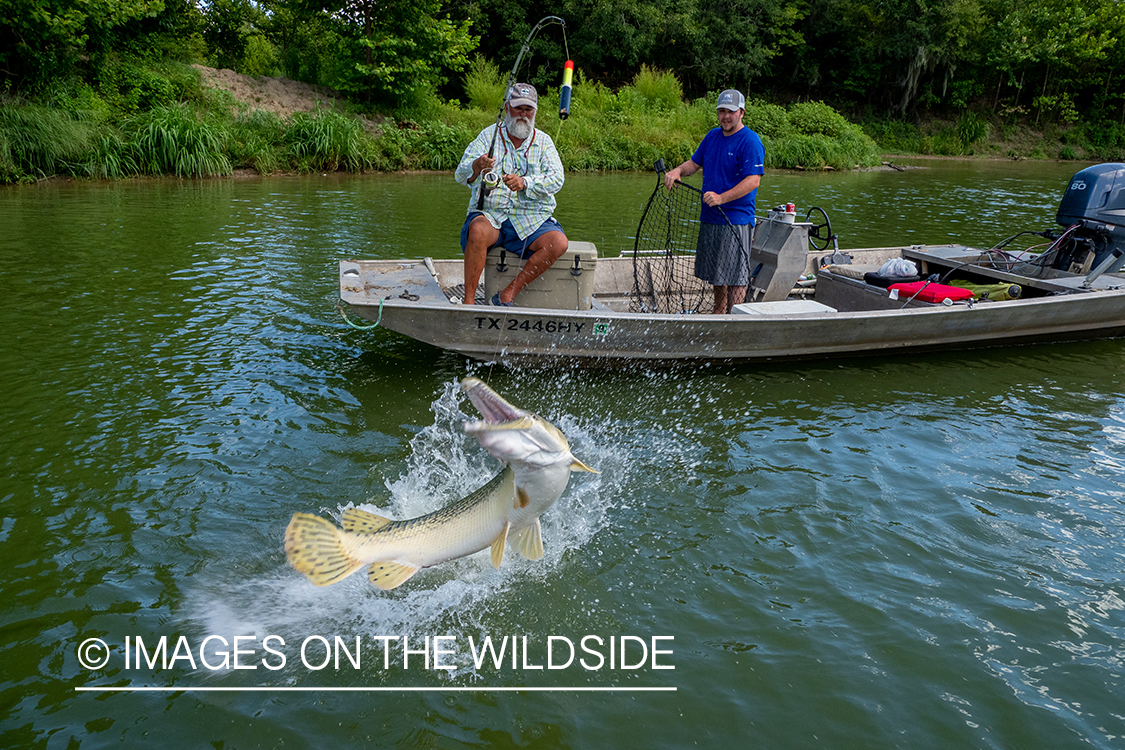 Fighting Alligator gar.