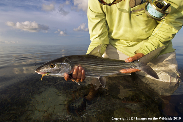 Saltwater Flyfisherman with nice Bonefish catch