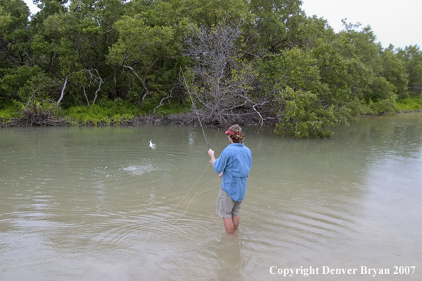 Flyfisherman w/jumping baby tarpon on the line