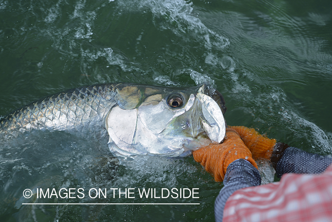 Flyfisherman releasing tarpon.