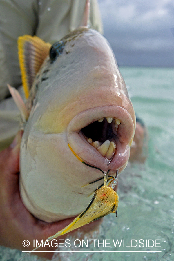 Saltwater flyfisherman releasing triggerfish, Christmas Island.