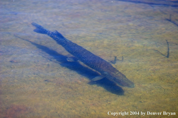 Northern pike cruising the shallows.