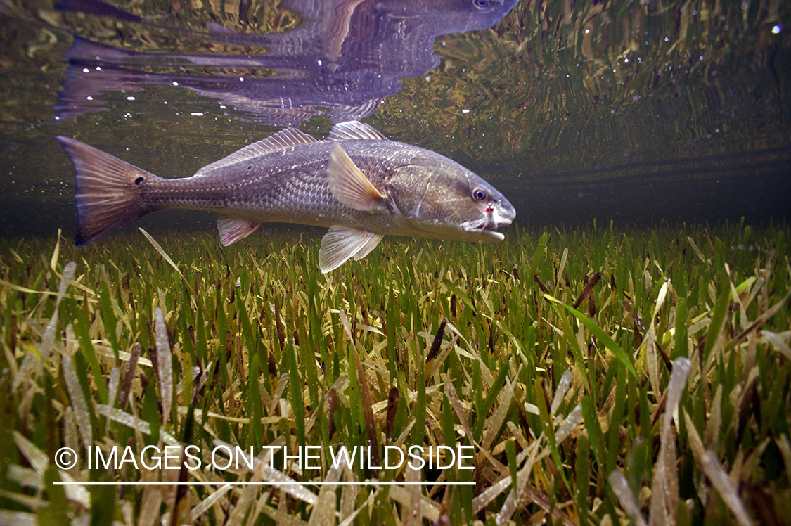 Redfish underwater