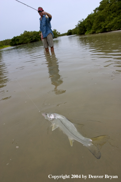 Flyfisherman w/snook on the line