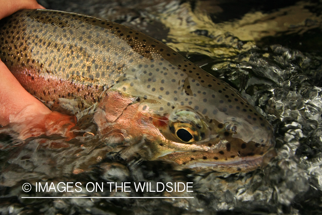 Hooked Steelhead. 