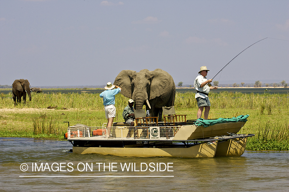 Flyfishermen fishing for tiger fish in Africa. 