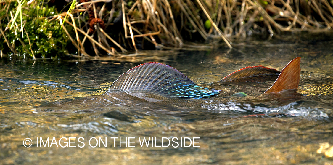 Spawning Grayling. 