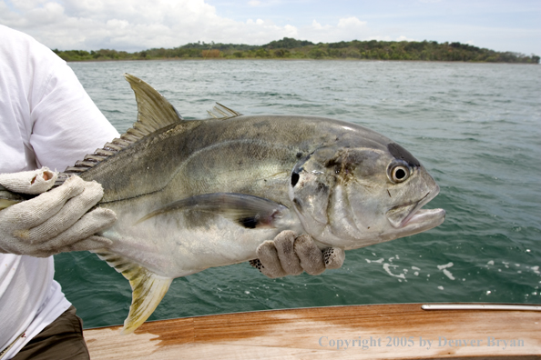 Fisherman with jack crevalle.