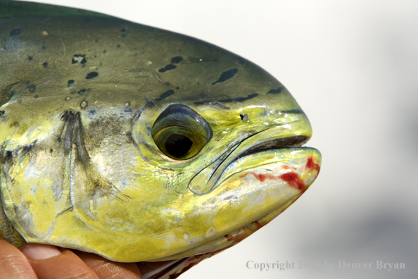 Close-up of head of dorado.