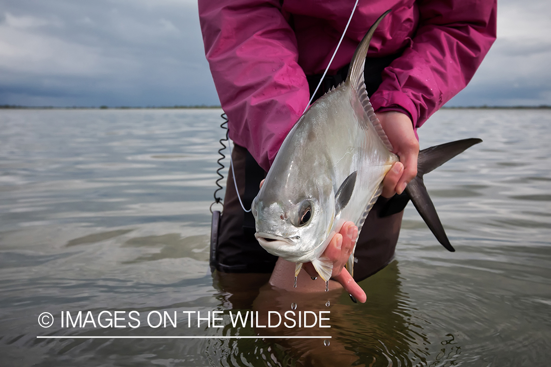 Flyfishing woman with permit.