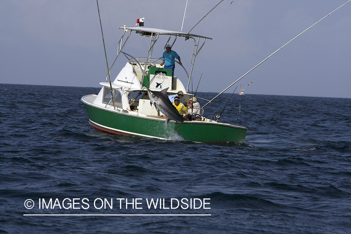 Deep sea fisherman fighting jumping marlin.