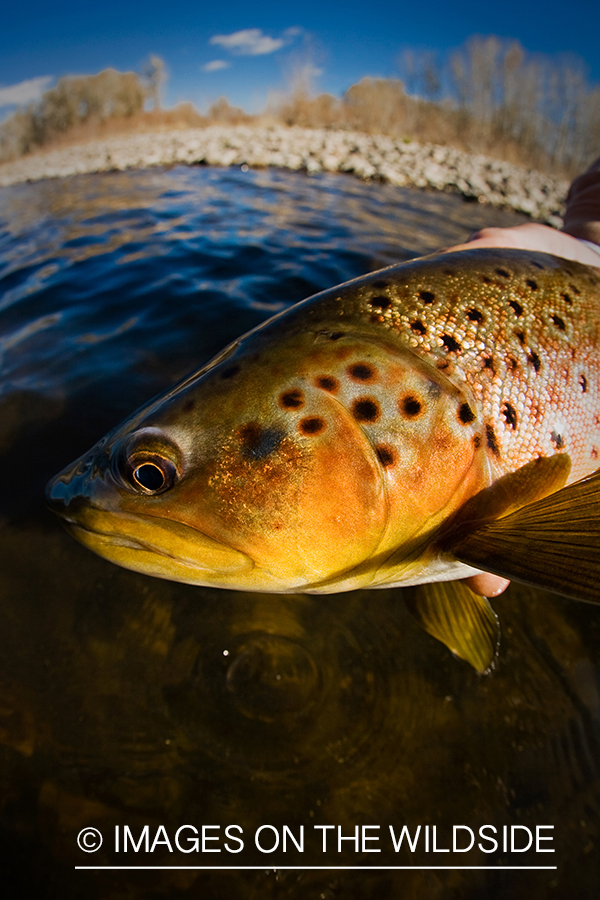 Brown trout.