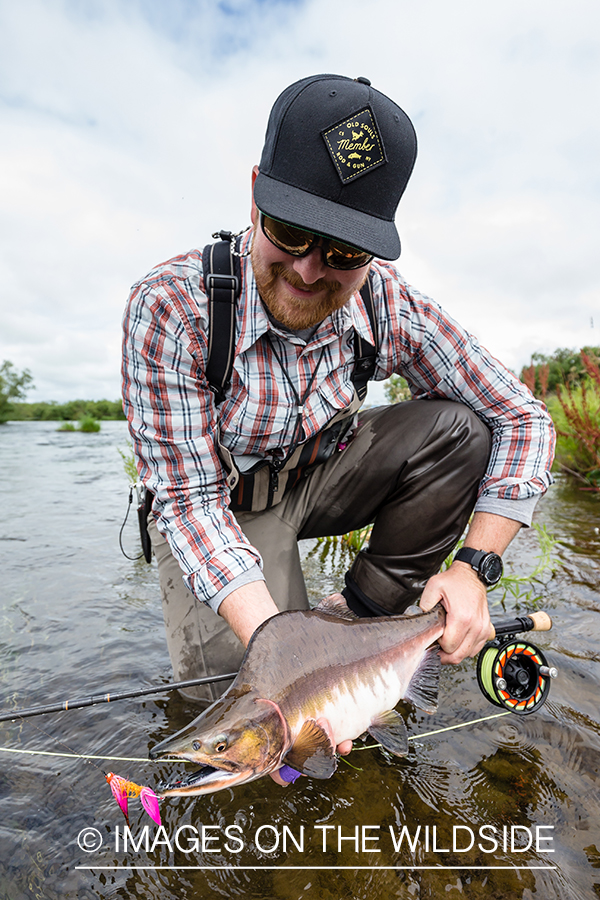 Flyfisherman releasing pink salmon in Sedanka river in Kamchatka Peninsula, Russia.