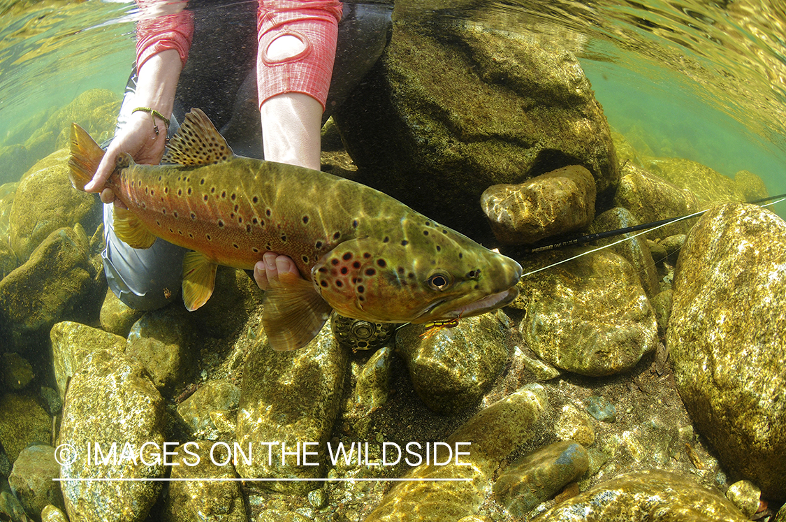 Brown trout in river in chile.