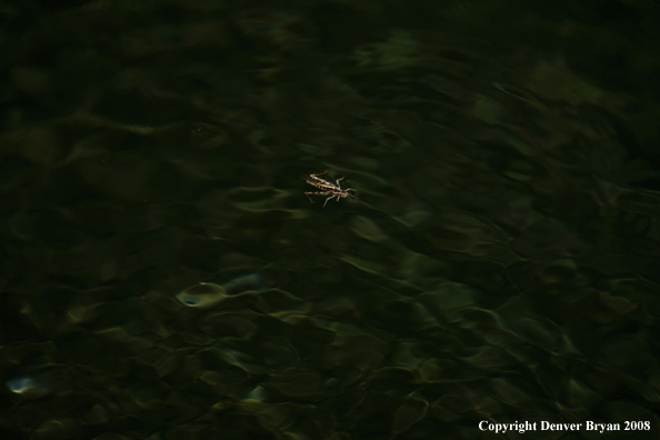 Grasshopper on water