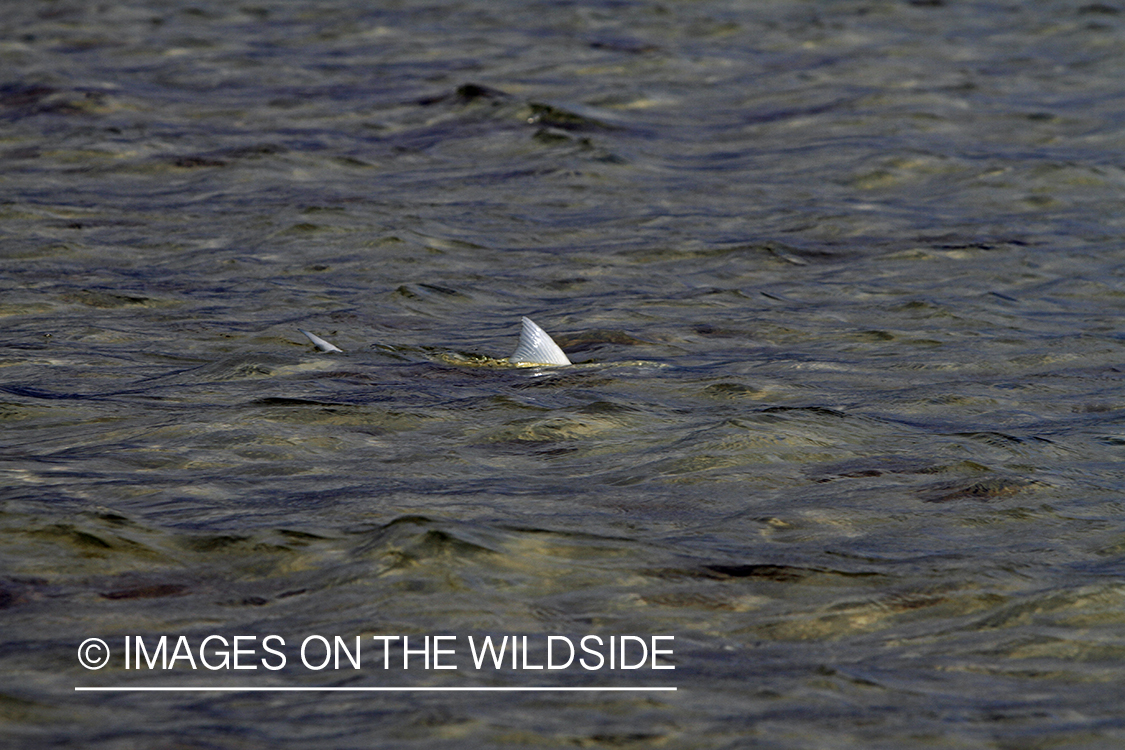 Bonefish in habitat.