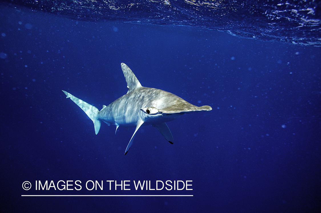 Hammerhead shark on line in deep sea.