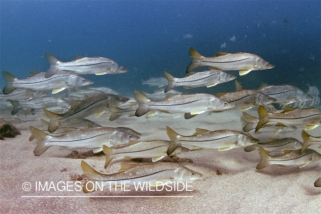 School of snook during spawning season. 