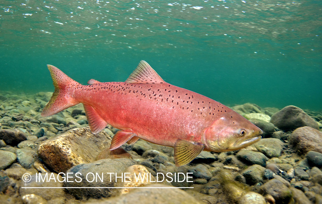 King Salmon in Bristol Bay.