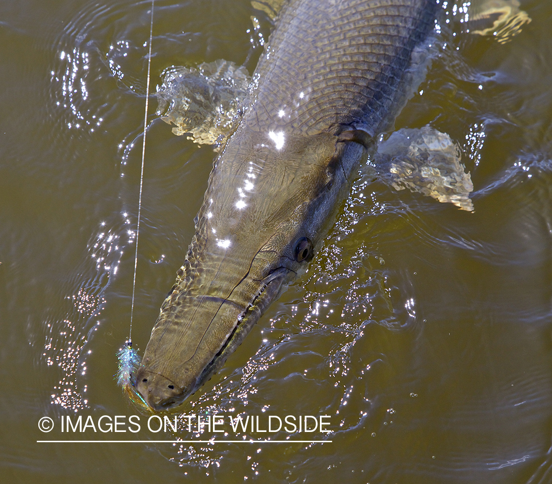 Alligator Gar hooked on line.