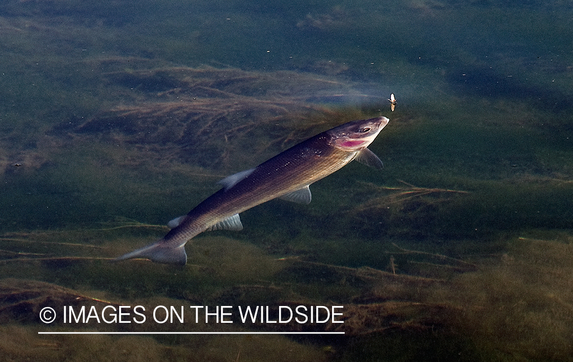 Rising Whitefish in habitat.