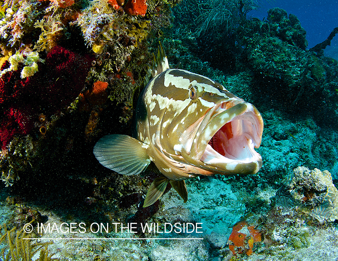 Grouper fish in the ocean.