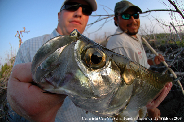 Close-up of Tarpon head