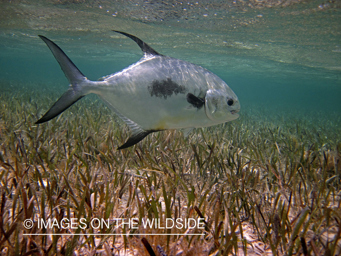 Permit fish in the flats.