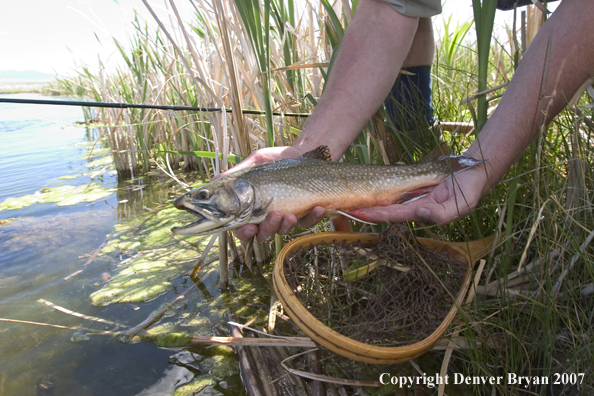 Fisherman with trout (close up of trout).