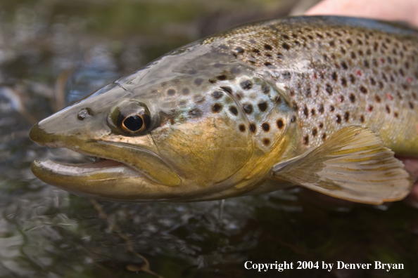 Close-up of brown trout.