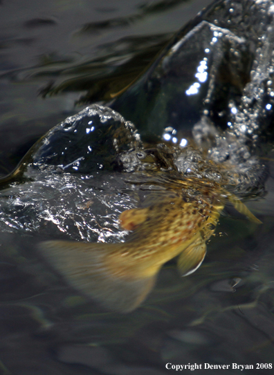 Brown Trout underwater