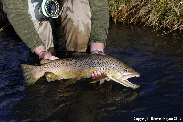 Large male brown trout