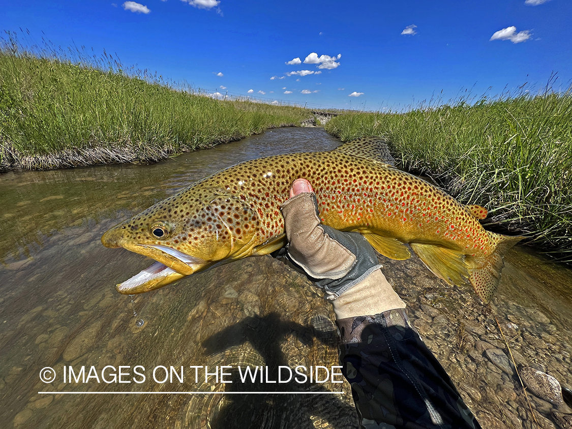 Flyfisherman holding brown trout on stream.