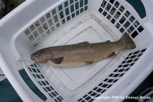 Cutthroat trout in basket.