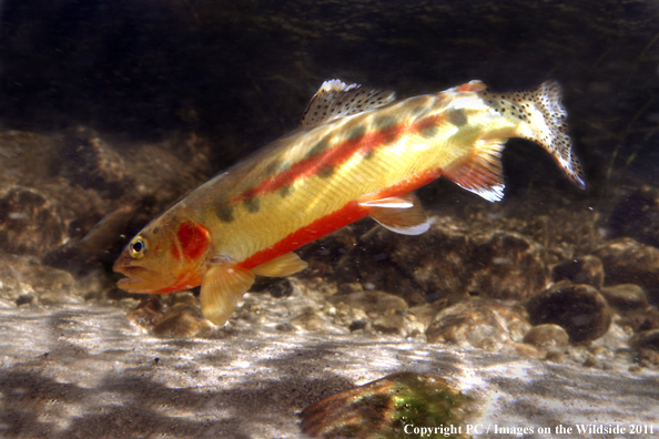 Golden trout, Golden Trout Creek, CA. 