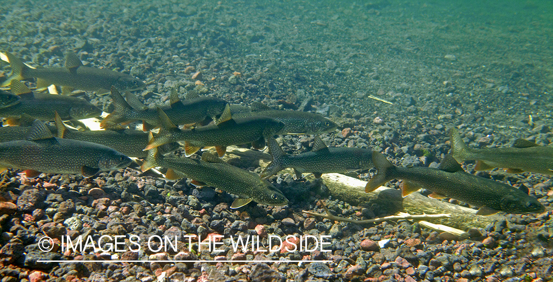 Lake trout in Yellowstone Lake.