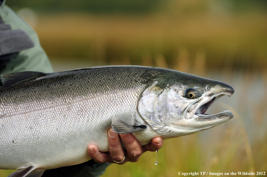 Alaskan silver salmon. 