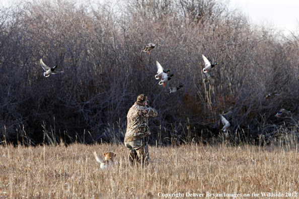 Duck hunter taking aim at flock of mallards. 