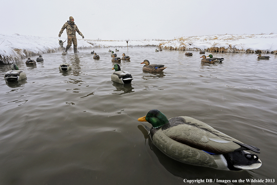 Waterfowl hunter setting decoys.