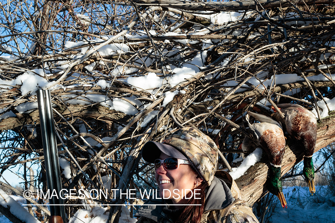 Woman duck hunter with bagged mallards.