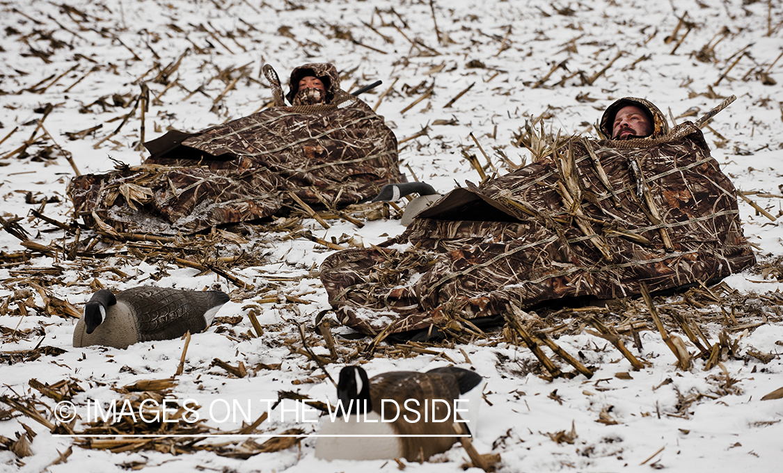 Waterfowl hunters camouflaged in ground blinds.