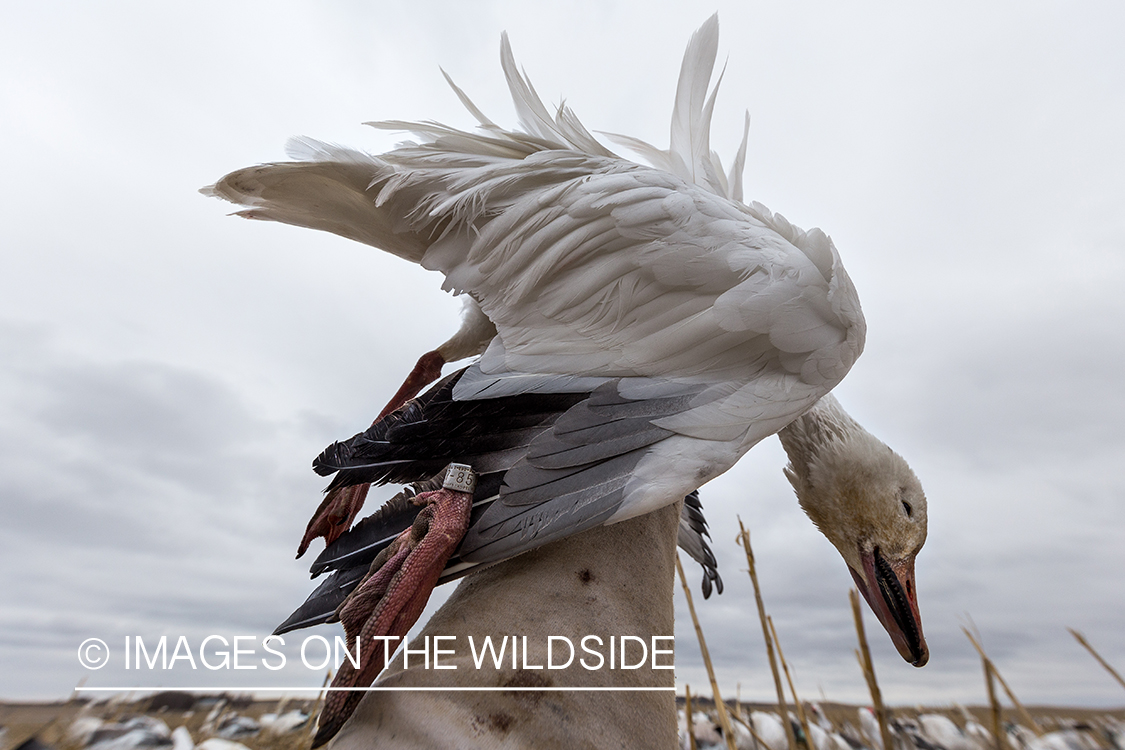 Hunter with bagged goose.
