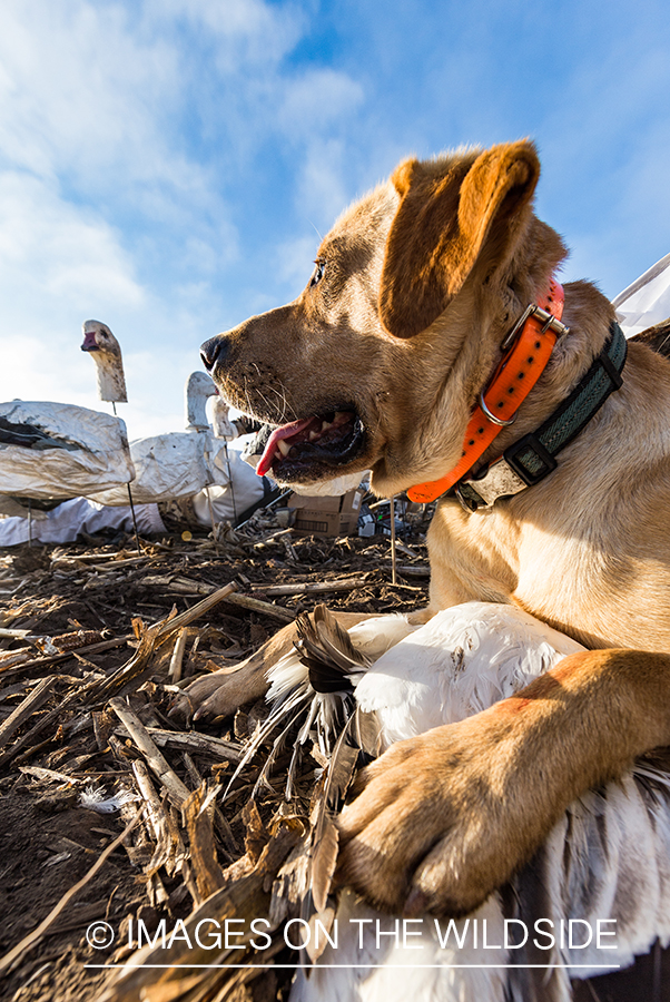 Yellow lab with bagged geese.