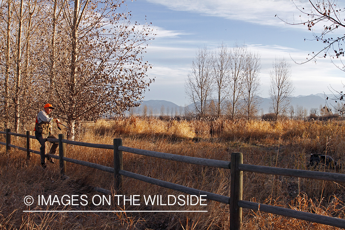 Upland game bird hunter in field.