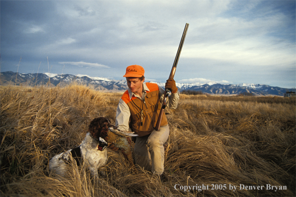 Upland bird hunter taking pheasant from English Springer Spaniel.