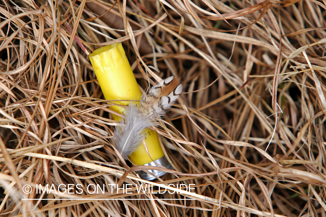 Bobwhite Quail feather on fired shotgun shell.