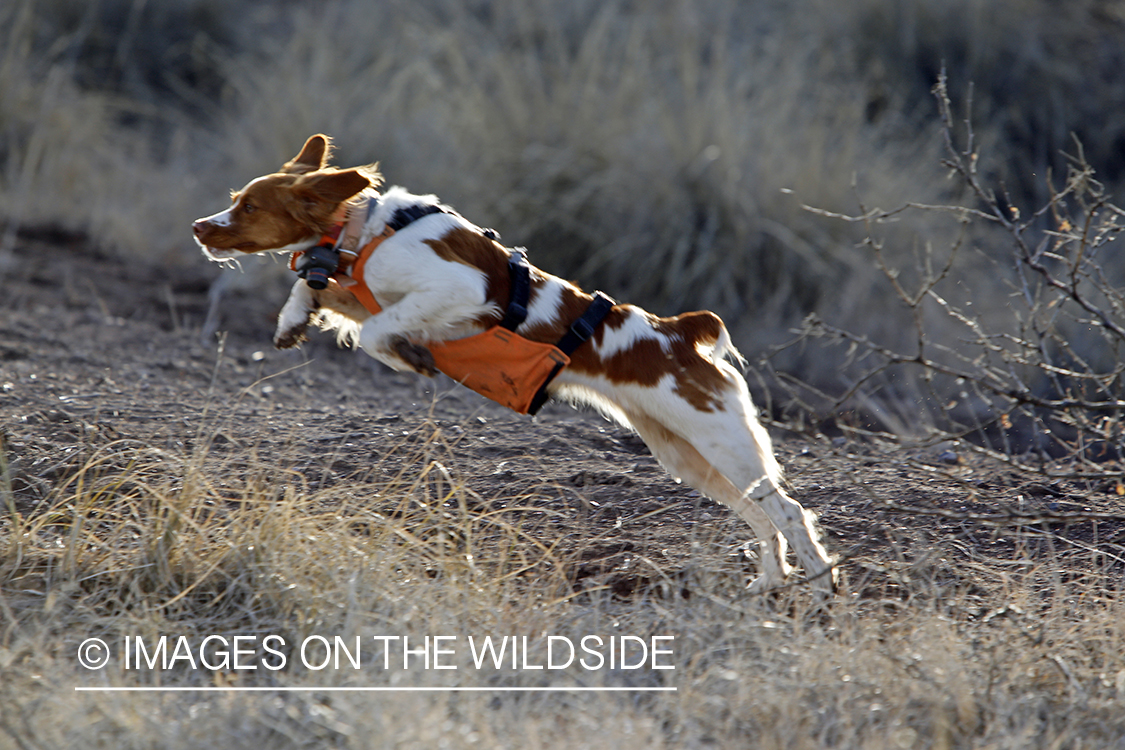 Mearns quail hunting with Brittany Spaniel.